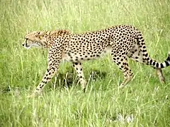 Guépard (Acinonyx jubatus).