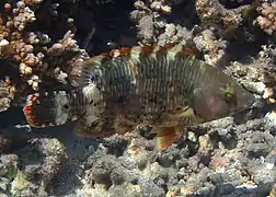 Un labre à queue triple (Cheilinus trilobatus) en phase initiale