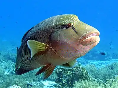 Napoléon (Cheilinus undulatus, Perciformes, Labridae)