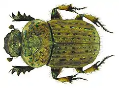 Cheironitis scabrosus (sv).