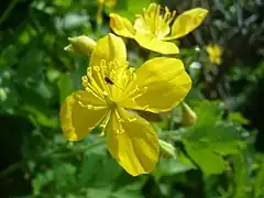 Photographie d'une plante aux fleurs jaunes.