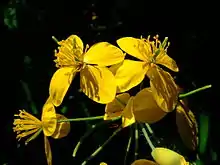 Stylophore à deux feuilles (Stylophorum diphyllum) : contient de la berbérine.