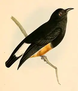 Description de l'image Chelidoptera tenebrosa 1841.jpg.