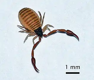 Chelifer cancroides, un pseudoscorpion