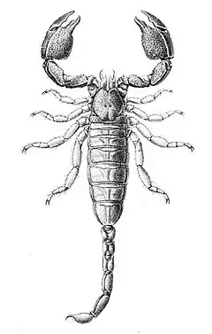 Description de l'image Cheloctonus jonesii.jpg.