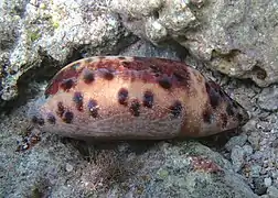 Porcelaine tortue (Chelycypraea testudinaria, coquille vide)