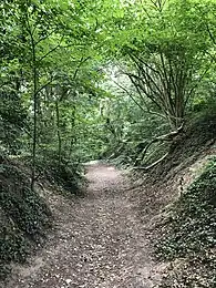 Chemin creux au Kauwberg