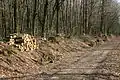 Chemin dans la forêt de Quénécan (Bretagne)