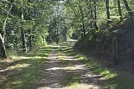 Chemin accessible via voiture pour pratiquer la randonnée dans la forêt communale - Lann Bourgeol