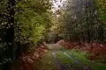 Chemin de randonnée dans le bois de Pouez.