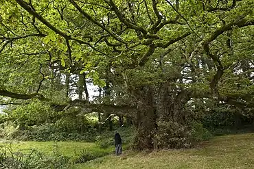 Le Chêne de Tronjoly (Côtes-d'Armor).
