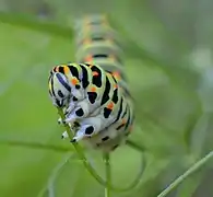 Chenille de machaon dévorant une tige de fenouil