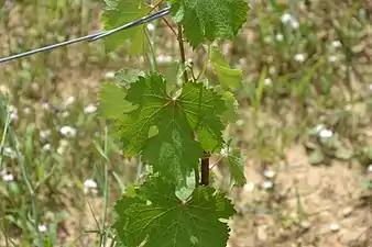 Feuille de chenin.