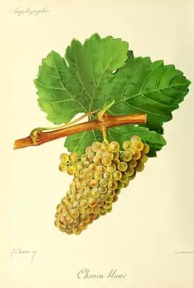 Illustration de Chenin B