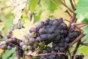 Chenin atteint par le botrytis.