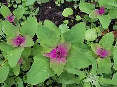 Chenopodium album 'Magenta'.