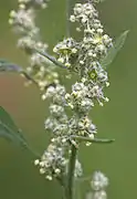 Détail d'inflorescence.