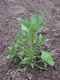 Description de l'image Chenopodium_rubrum.jpg.