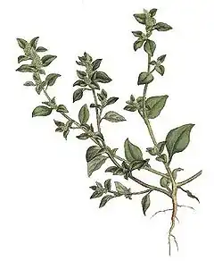 Description de l'image Chenopodium vulvaria - Woodville.jpg.