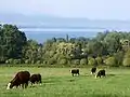 Prairie proche du lac Léman.