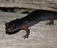 Description de l'image Cheoah Bald Salamander imported from iNaturalist photo 5878362 on 20 April 2022.jpg.
