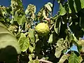 Fruits sur l'arbre.