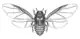 Dessin d'un insecte en noir et blanc avec les ailes étendues.