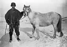 Photographie noir et blanc montrant un homme un tenant un poney sur de la neige.