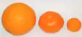 Comparaison d'un C. kinokuni à droite avec une clémentine (centre) et une orange (ronde, à gauche)