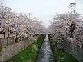 Cerisiers en fleurs.