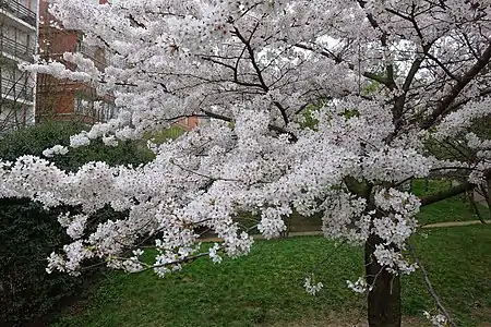 Cerisiers du jardin, au printemps.