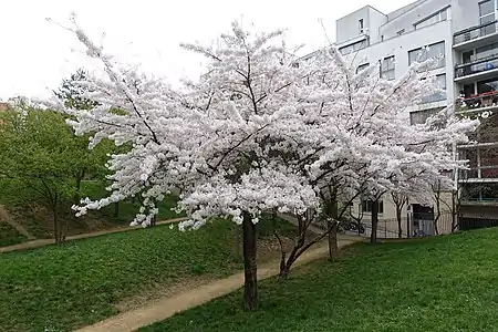 Cerisier en fleur dans le jardin Marie-Thérèse Auffray, à Paris, en hommage à la peintre et résistante Marie-Thérèse Auffray.