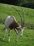 Oryx algazelle