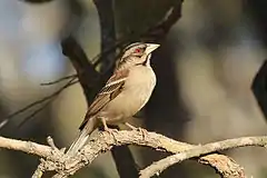 Description de l'image Chestnut-backed Sparrow-Weaver, Sakania, DRC (7669958414).jpg.