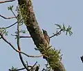 femelle, parc national de Buxa de Jalpaiguri