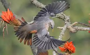 Étourneau à tête grise dans le parc national Satchari bengali : সাতছড়ি) au Bangladesh. Février 2018.