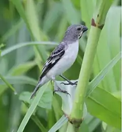 Description de l'image Chestnut-throatedSeedeater.jpg.