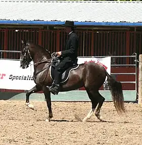 Paso Fino monté lors d'un show.