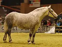 Cheval gris, vu de profil en intérieur