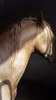 Vue du cou d'un cheval avec sa crinière, roux.