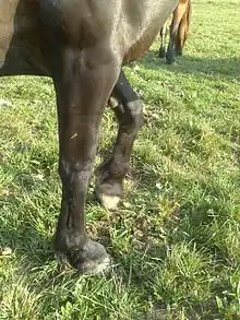 Deux jambes de cheval couleur noir-brun, vues du dessus.