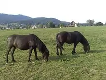 Deux chevaux nuances marron foncées vus de profil dans la montagne.