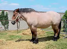 Le cheval dort debout, pour les phases de sommeil léger