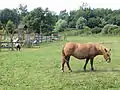 Cheval au moulin du Vanneau.