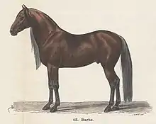 Gravure d'un cheval noir et marron vu de profil.