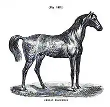 Gravure représentant un cheval nu à la robe sombre, de profil, à l'arrêt.