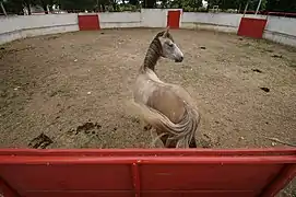 Cheval camarguais dans l'arène pour dressage