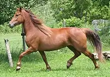 Photo d'un cheval alezan au trot dans son pré.