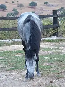 Cheval gris vu de face, tête baissée