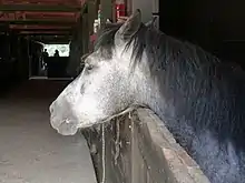 Tête d'un cheval gris dans son box